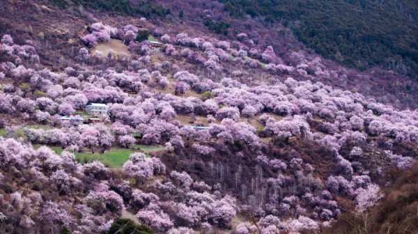 2022我不想再猶豫！旅行第一站，西藏