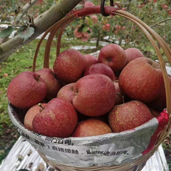 盆栽蘋果就是甜，孩子倆手一個都不夠，養護蘋果樹你做對了嗎