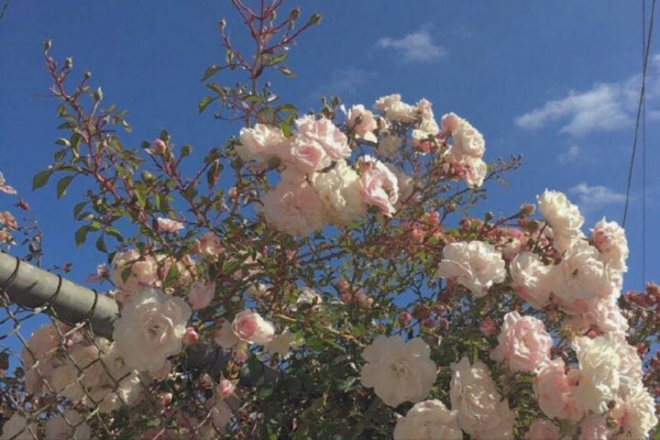 一腔孤勇毫不畏懼的星座，身處泥濘也不會變節，暗影中的英雄