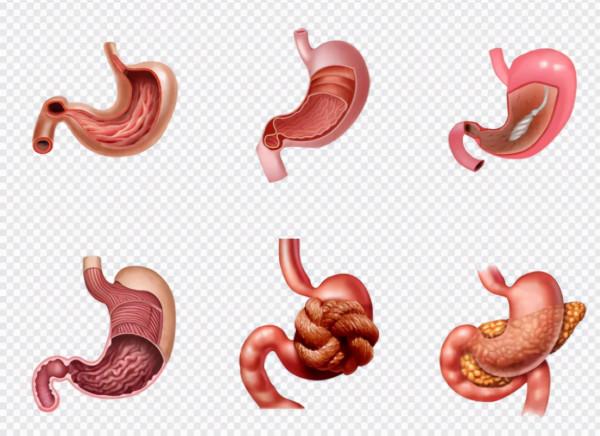 春節來了，美食如此多，如何保護我們的胃，