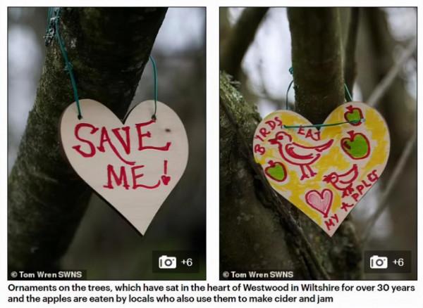 掉落蘋果有“絆倒人的危險”，英國一地決定砍樹，當地居民怒了