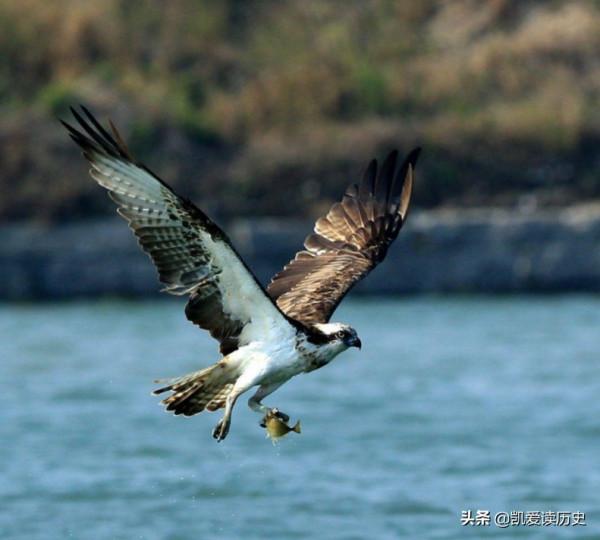這兩種動物是莊子先生的筆下的“鯤”和“鵬”的這兩種動物的原型 這兩種動物是莊子先生的筆下的“鯤”和“鵬”的這兩種動物的原型