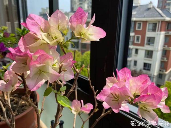 “外甥正月不剃頭”，8種花正月不能剪，還要再忍1個月