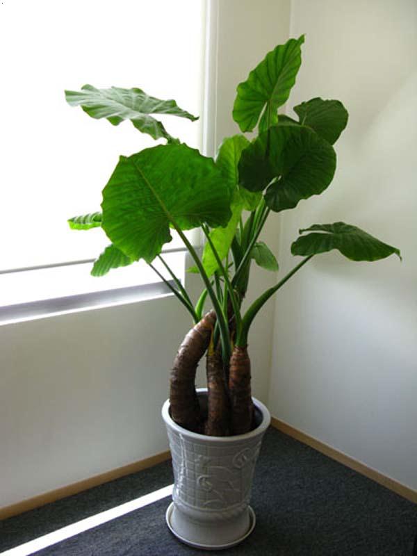 滴水觀音黃葉，和4點有關，做好後葉片碧綠油亮很漂亮