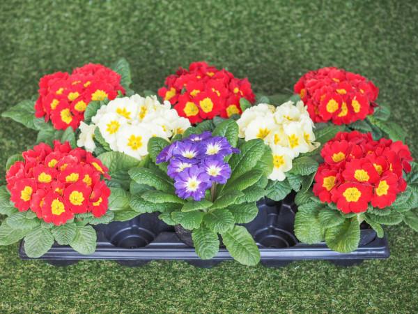 原來報春花的養殖這麼簡單，你們學會了嗎？