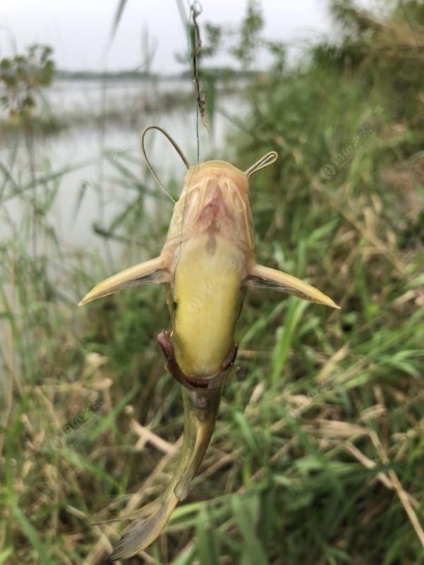 2021垂釣日誌之56,艱辛垂釣路,魚獲足補償 2021垂釣日誌之56,艱辛垂釣路,魚獲足補償