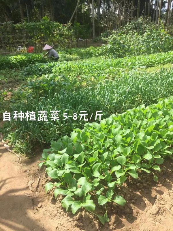 單從吃上來說，海南消費真不貴