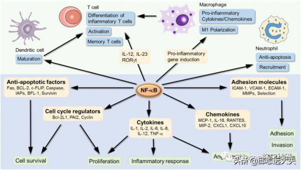 解析NF-κB訊號通路