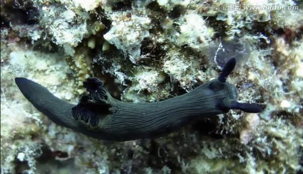 可愛呆萌的海兔，美出天際的海兔——海兔大全
