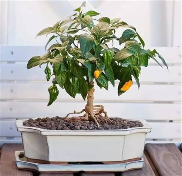 盆景趣聞：將辣椒養成老樁盆景是啥體驗？就算拿100斤辣椒都不換