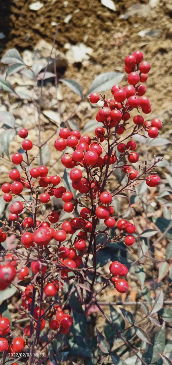 正月初三逛園博園，去花卉市場賞花