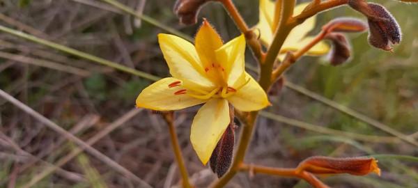 奇妙的大自然，奇妙的花