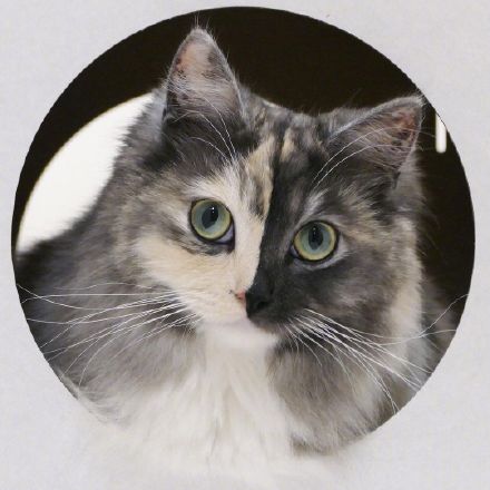 同時擁有兩隻喵喵！雙面貓Geri走紅：別樣精緻可愛