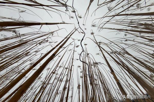 7旬農民大叔在山溝種蘆葦，荒草成搶手貨，1畝地能賺2萬元