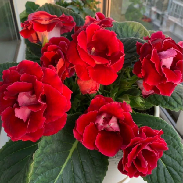 9種“勤勞花”，別名“天天開”，365天花不斷，也不怕累壞了