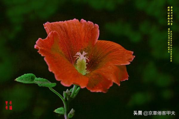 甲夫原創/友情鱗鴻：忌偽貴真坦相待，澹交久長靈心通