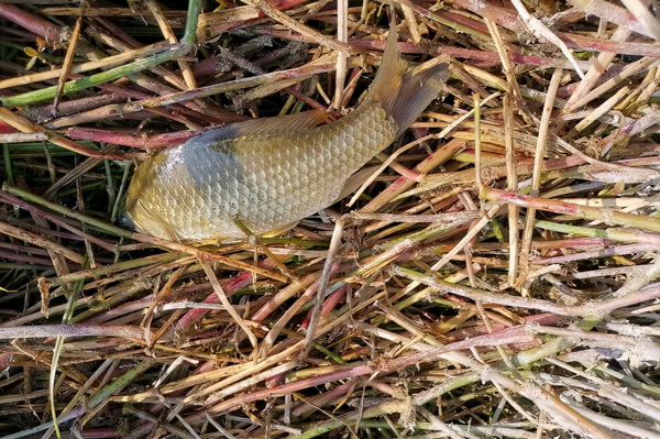 長竿短線釣野河，鯽魚一條接一條