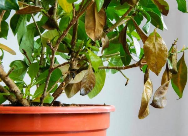 秋季來了,夏天收穫空盆無數,養花舊土不要扔,學會處理還能種花 秋季來了,夏天收穫空盆無數,養花舊土不要扔,學會處理還能種花