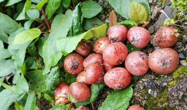 農村18種美味野果,你吃過幾種?能說出名字嗎?一起來認識下 農村18種美味野果,你吃過幾種?能說出名字嗎?一起來認識下