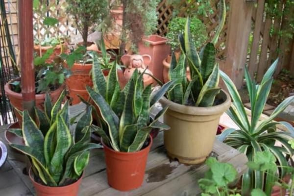 8種需要冬天“停水”的花,再澆水,可能會要了它們的命 8種需要冬天“停水”的花,再澆水,可能會要了它們的命