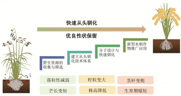 這項從&OpenCurlyDoubleQuote;0&rdquo;到&OpenCurlyDoubleQuote;1&rdquo;的突破靠的竟是馴化野生水稻？