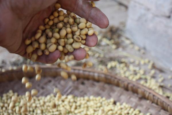 種桑即種糧，蛋白桑可媲美“牧草之王”，緩解“人畜爭糧”