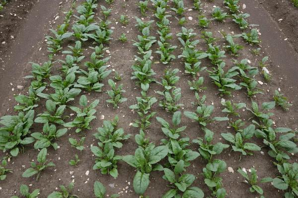 霜降時節,有四種耐寒菜可種,抓住了秋尾巴,一冬都有新鮮蔬菜吃 霜降時節,有四種耐寒菜可種,抓住了秋尾巴,一冬都有新鮮蔬菜吃