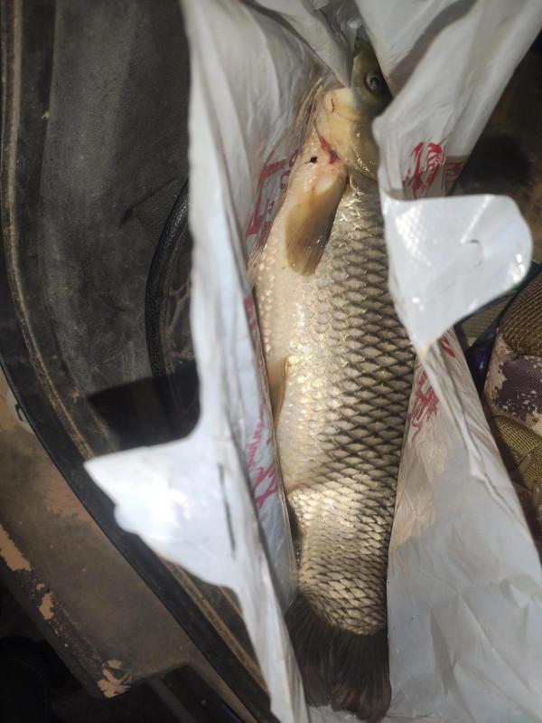 個人談談用草釣草魚的一些看法#草魚#