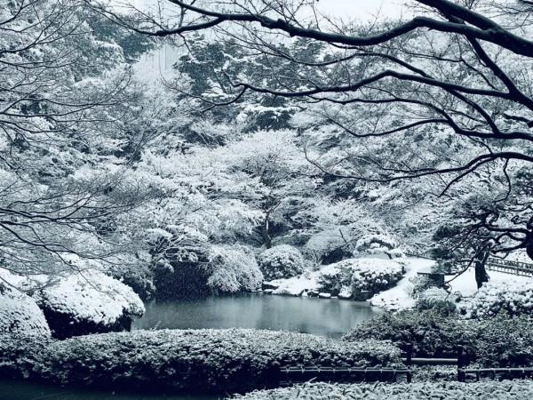 2022東京初雪,這個近45年來最冷的冬天,美翻了 2022東京初雪,這個近45年來最冷的冬天,美翻了