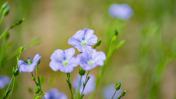 組圖 | 六盤山下好風光——夏日田園美景如畫 組圖 | 六盤山下好風光——夏日田園美景如畫