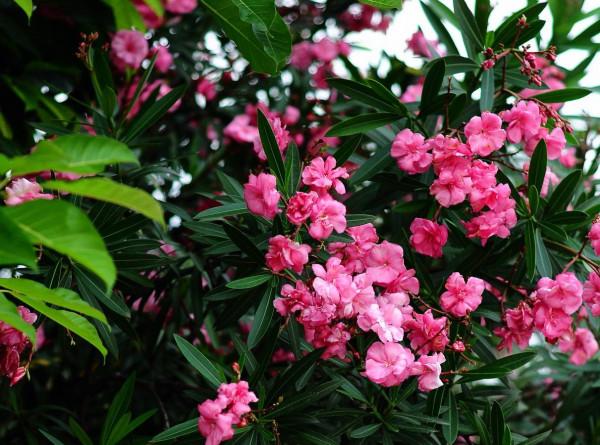 5種&OpenCurlyDoubleQuote;劇毒花&rdquo;，開花很漂亮，但全身毒性都很大，看看你家養了沒