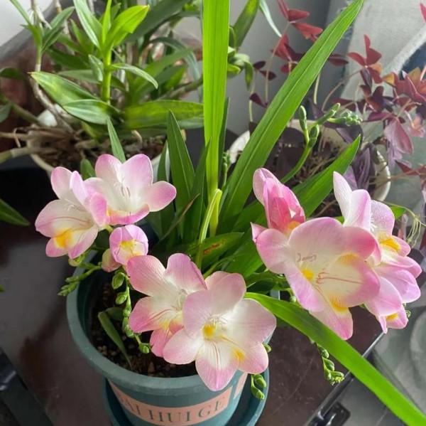 這些香噴噴的漂亮花，室內放兩盆，滿屋飄香，讓人更舒服