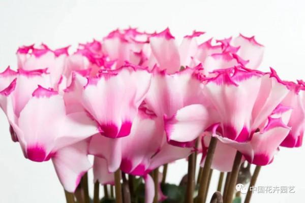 水培迷你仙客來，讓室內輕鬆變花園 | 新品