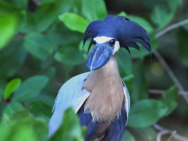 鯨頭鸛不同父異母的親兄弟