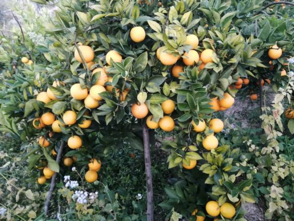 落葉多？今年保葉就是為了明年保果！提前補鎂、防凍很重要