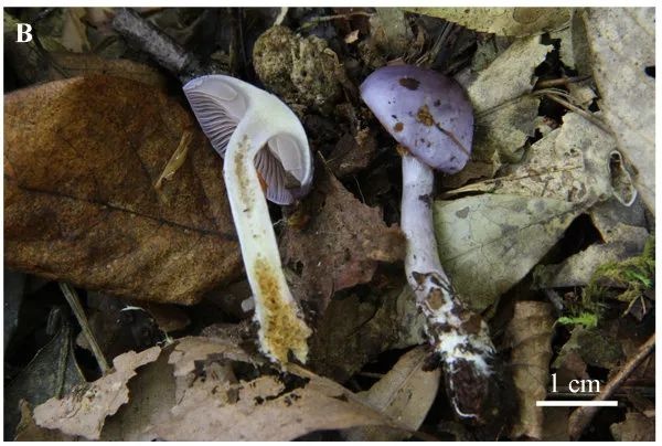 全球新物種,你見過嗎? 全球新物種,你見過嗎?