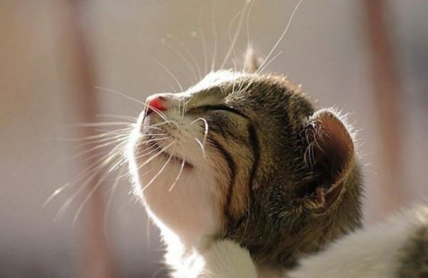 石原里美同款下顎線,神仙側顏的必備神器 石原里美同款下顎線,神仙側顏的必備神器