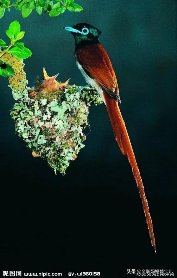 分享——超美壽帶鳥