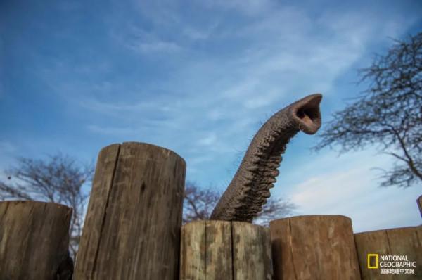 竟能養活非洲象，想必是“非洲第一奶”