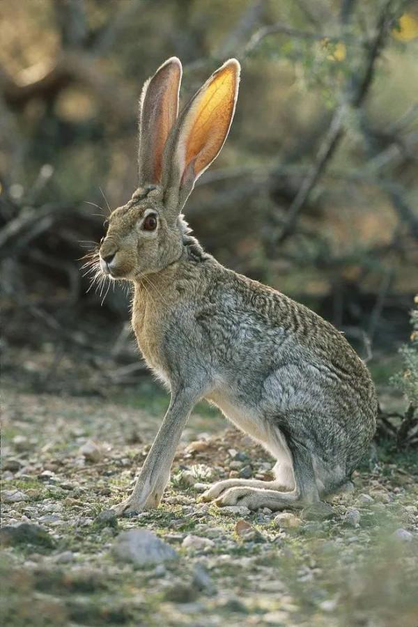 駱駝為什麼敢吃仙人掌？