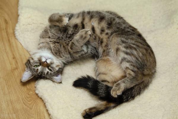 又到大雪時，美元可安否？記一隻極度憎恨男人的狸花貓