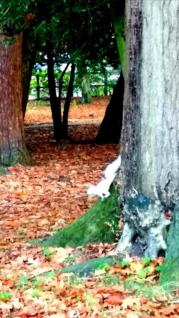 可愛的白色小精靈