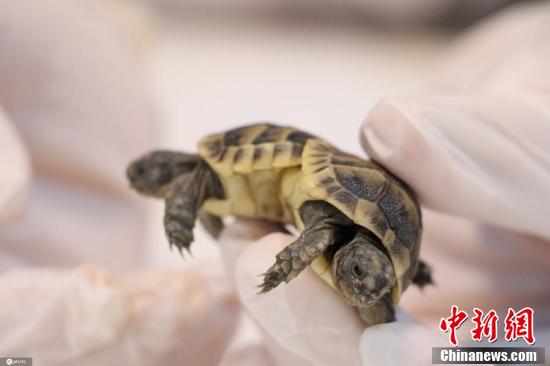 土耳其大學實驗室展示雙胞胎連體暹羅龜
