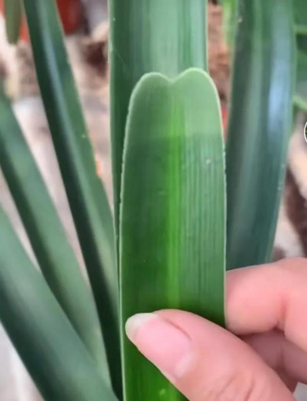 貴族君子蘭&mdash;&mdash;毛蘭