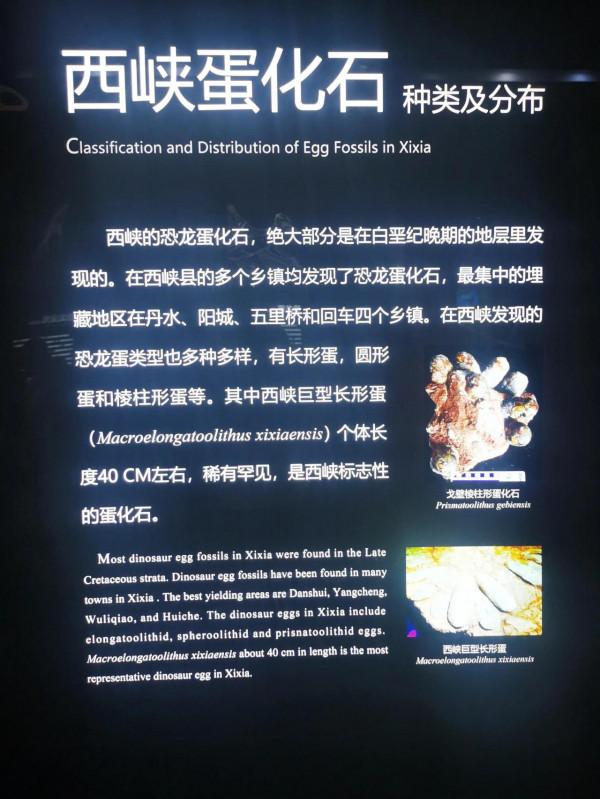 親子旅行-看,好多恐龍蛋呀 親子旅行-看,好多恐龍蛋呀