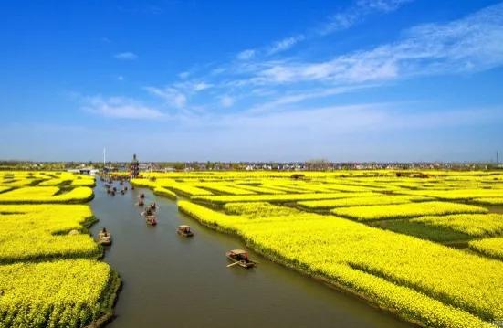 美麗景色，油菜花海，美不勝收，金燦燦，飄著淡淡的香味