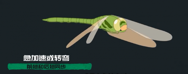 為何總是有人說「蜻蜓」不是地球上的生物