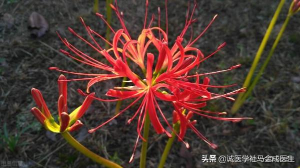 春季血瘀？介紹四味藥，簡單實用，活血、補血、散寒、通便