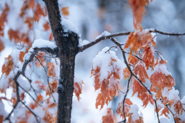 如果你正在吃補品,可要長點心了 如果你正在吃補品,可要長點心了