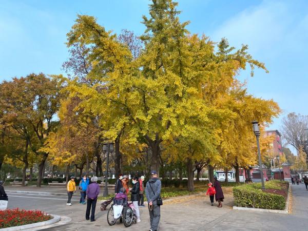 公園裡秋景如此美妙,原來是“故意”落葉緩掃和不拔野草 公園裡秋景如此美妙,原來是“故意”落葉緩掃和不拔野草